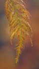 USA, Washington State, Seabeck. Cedar bough in early autumn. Art Print